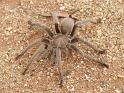 Selenocosmia_stirlingi_D4214_D_90_Alice Springs_Australie